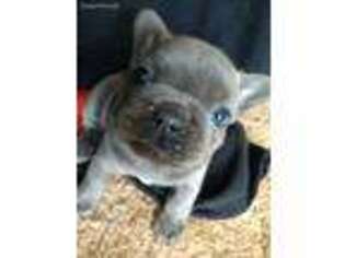 French Bulldog Puppy for sale in Ogilvie, MN, USA