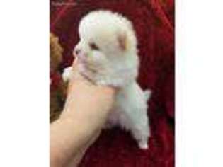 Pomeranian Puppy for sale in Gloucester, VA, USA