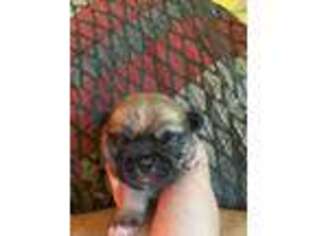 Pekingese Puppy for sale in Waseca, MN, USA