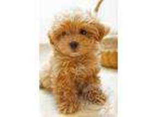Labradoodle Puppy for sale in TACOMA, WA, USA