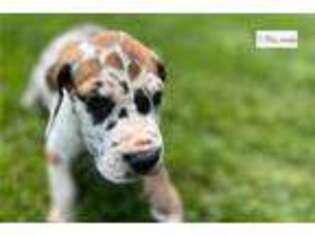 Great Dane Puppy for sale in Kalamazoo, MI, USA