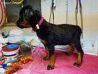Rottweiler Puppy for sale in Butler, PA, USA
