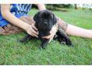 Cane Corso Puppy for sale in Fowler, IN, USA