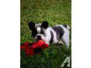 French Bulldog Puppy for sale in DASSEL, MN, USA