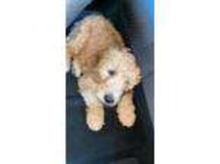 Goldendoodle Puppy for sale in Wilmington, NC, USA