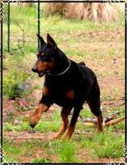 Doberman Pinscher Puppy for sale in Mississippi State, MS, USA