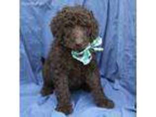 Goldendoodle Puppy for sale in Porter, OK, USA
