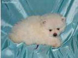 Pomeranian Puppy for sale in Jenks, OK, USA
