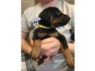 Doberman Pinscher Puppy for sale in Hartselle, AL, USA