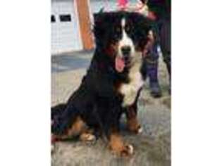 Bernese Mountain Dog Puppy for sale in Madison, ME, USA