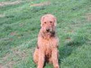 Airedale Terrier Puppy for sale in Belington, WV, USA