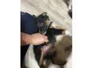 Australian Shepherd Puppy for sale in Jacksonville, FL, USA