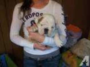Bulldog Puppy for sale in CLINTON, MO, USA