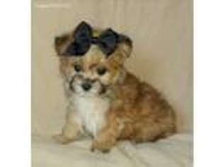 Mutt Puppy for sale in Lower Salem, OH, USA