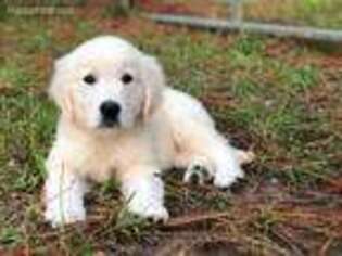 Golden Retriever Puppy for sale in Wiggins, MS, USA