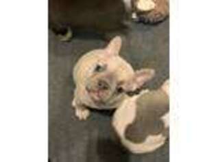 French Bulldog Puppy for sale in Plain City, OH, USA