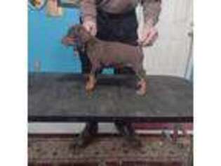Doberman Pinscher Puppy for sale in Lynchburg, OH, USA