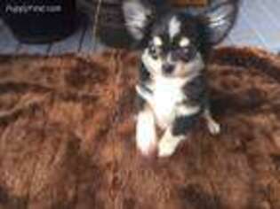 Chihuahua Puppy for sale in Bellevue, WA, USA