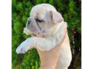 French Bulldog Puppy for sale in Williamstown, NJ, USA