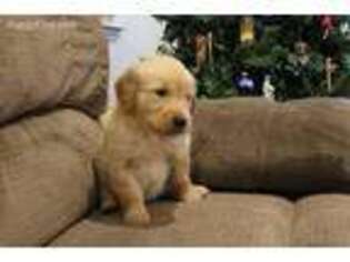 Golden Retriever Puppy for sale in Fairview, MO, USA