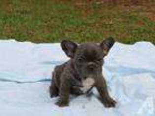 French Bulldog Puppy for sale in MOUNT DORA, FL, USA