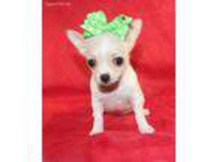 Chihuahua Puppy for sale in Meridian, MS, USA