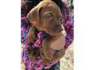 Vizsla Puppy for sale in La Vernia, TX, USA