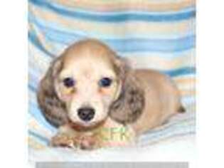 Dachshund Puppy for sale in Lexington, SC, USA