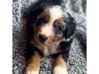 Miniature Australian Shepherd Puppy for sale in Michie, TN, USA