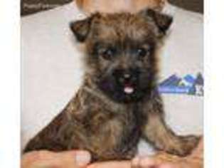Cairn Terrier Puppy for sale in Tucson, AZ, USA