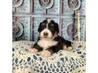 Mutt Puppy for sale in Rowlett, TX, USA