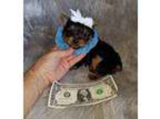 Yorkshire Terrier Puppy for sale in Abilene, TX, USA