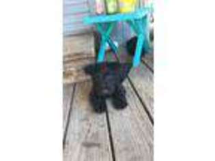 Scottish Terrier Puppy for sale in French Lick, IN, USA