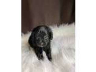 Cavapoo Puppy for sale in Spring Hill, FL, USA