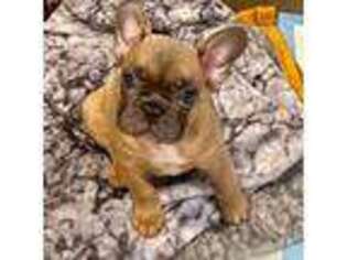 French Bulldog Puppy for sale in San Jose, CA, USA