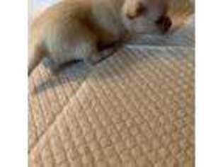 Chihuahua Puppy for sale in Brentwood, CA, USA
