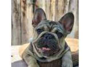French Bulldog Puppy for sale in Ventura, CA, USA