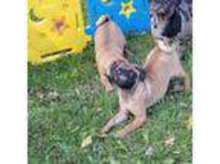 Pug Puppy for sale in Bovey, MN, USA