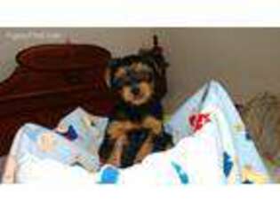 Yorkshire Terrier Puppy for sale in Gainesville, VA, USA