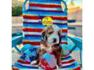 Bernese Mountain Dog Puppy for sale in Gilbert, AZ, USA