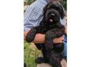 Mutt Puppy for sale in Noel, MO, USA