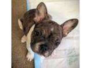 Boston Terrier Puppy for sale in Kent, WA, USA