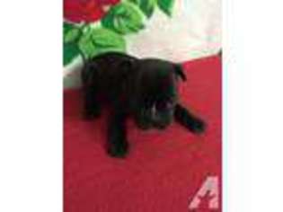 Mutt Puppy for sale in MERIDIAN, MS, USA