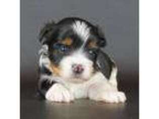 Biewer Terrier Puppy for sale in Naples, FL, USA