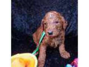Mutt Puppy for sale in Mchenry, IL, USA