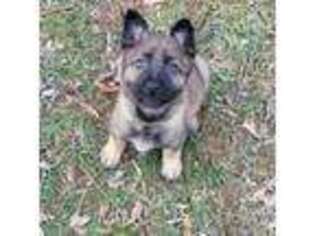 Belgian Malinois Puppy for sale in Baltimore, MD, USA