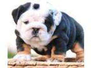 Bulldog Puppy for sale in Capon Bridge, WV, USA