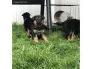German Shepherd Dog Puppy for sale in North Attleboro, MA, USA