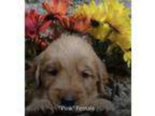 Golden Retriever Puppy for sale in Oakdale, CA, USA