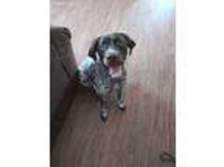 German Shorthaired Pointer Puppy for sale in Augusta, GA, USA